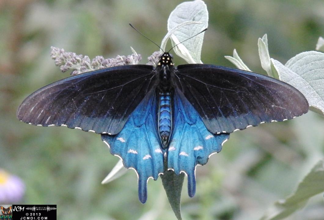 LANHM Pavillion of Wings 2013 Pipevine Swallowtail